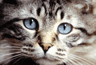 24807.gif