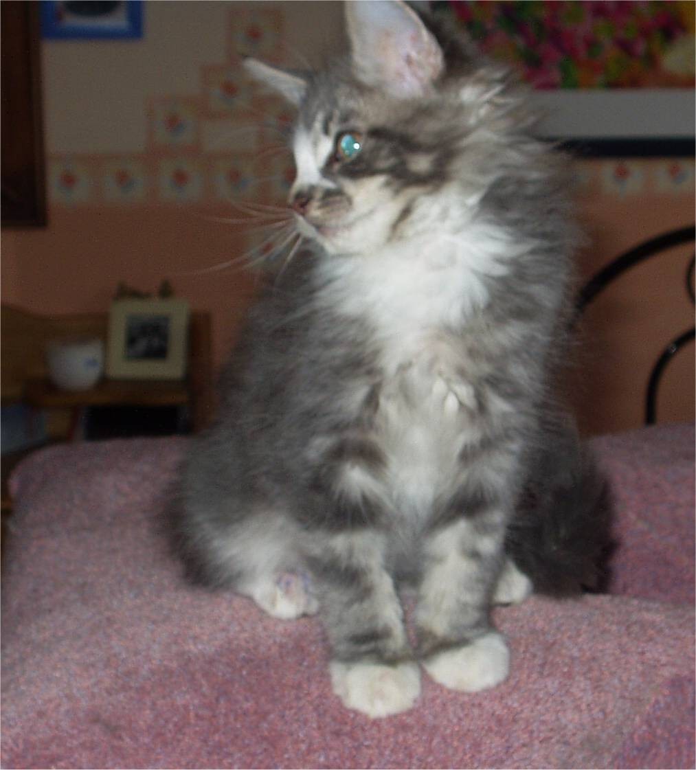 kittenmax.jpg